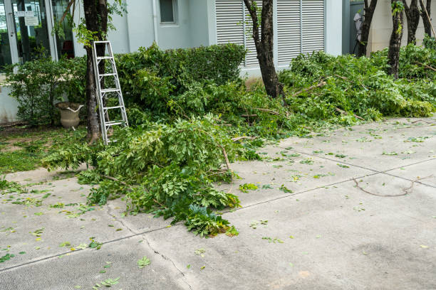 How Our Tree Care Process Works  in  Winfield, IL